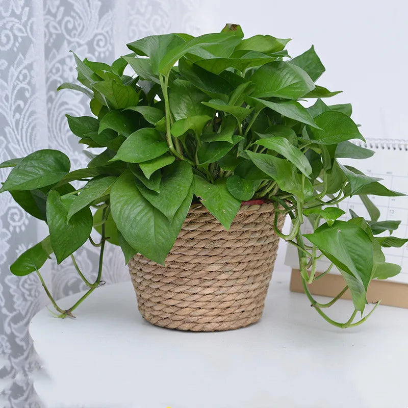 Valmere seagrass basket product detail